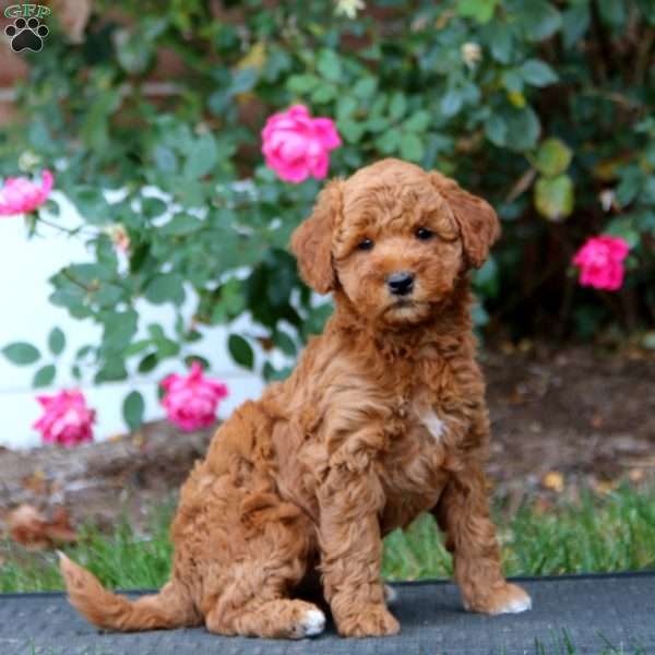 Reba, Mini Goldendoodle Puppy