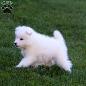 Reba, Samoyed Puppy