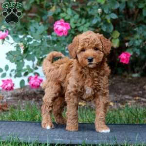 Reba, Mini Goldendoodle Puppy