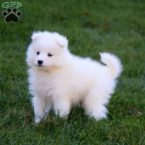 Reba, Samoyed Puppy