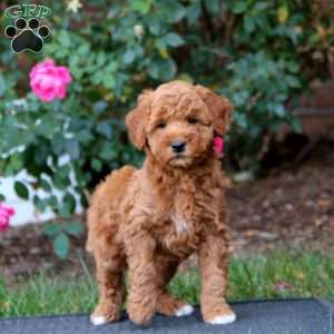 Reba, Mini Goldendoodle Puppy