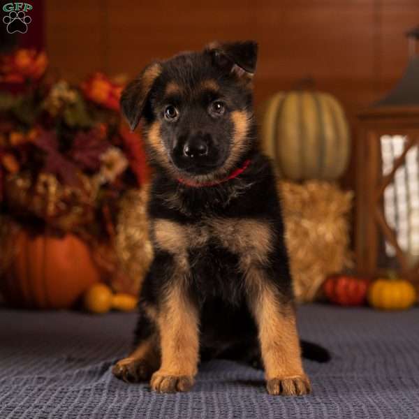 Brooke, German Shepherd Puppy