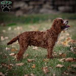 Reese, Cavapoo Puppy