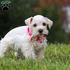 Reese, Miniature Schnauzer Puppy