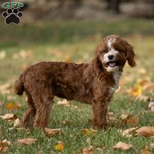 Reese, Cavapoo Puppy