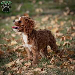 Reese, Cavapoo Puppy