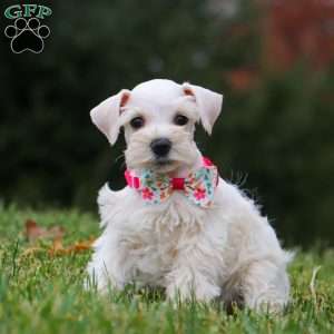 Reese, Miniature Schnauzer Puppy