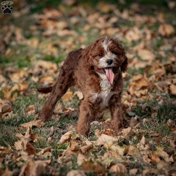 Reese, Cavapoo Puppy