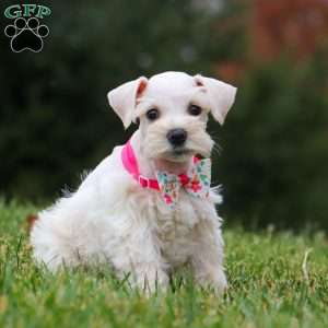 Reese, Miniature Schnauzer Puppy