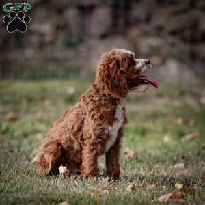 Reese, Cavapoo Puppy