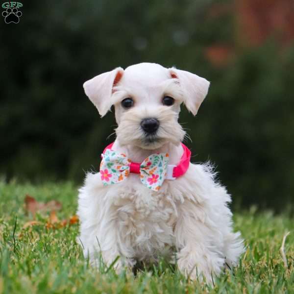 Reese, Miniature Schnauzer Puppy