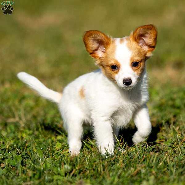 Remy, Papillon Puppy