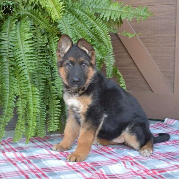 Remi, German Shepherd Puppy