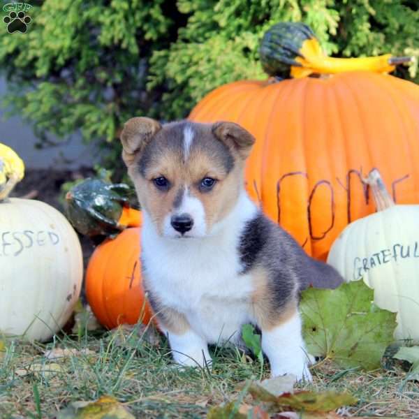 Remi, Pembroke Welsh Corgi Puppy