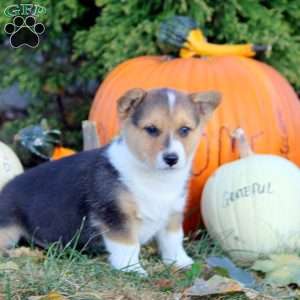 Remi, Pembroke Welsh Corgi Puppy