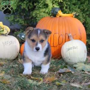 Remi, Pembroke Welsh Corgi Puppy