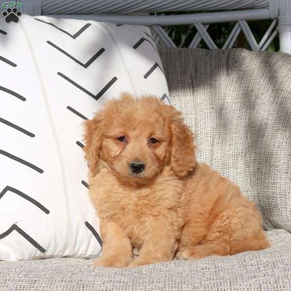 Remmy, Mini Goldendoodle Puppy