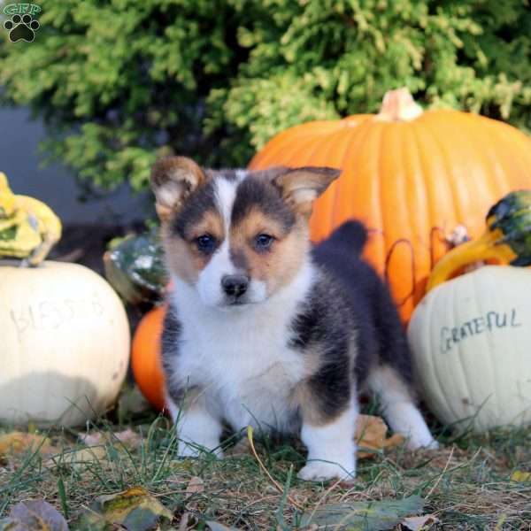 Rex, Pembroke Welsh Corgi Puppy