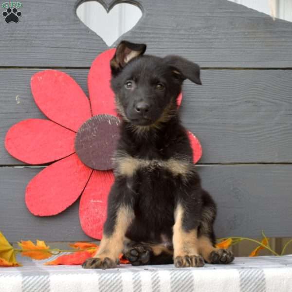 Rex, German Shepherd Puppy