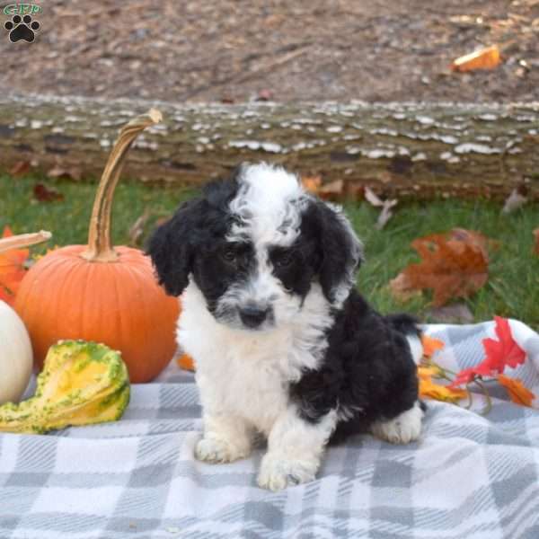 Rex, Mini Aussiedoodle Puppy