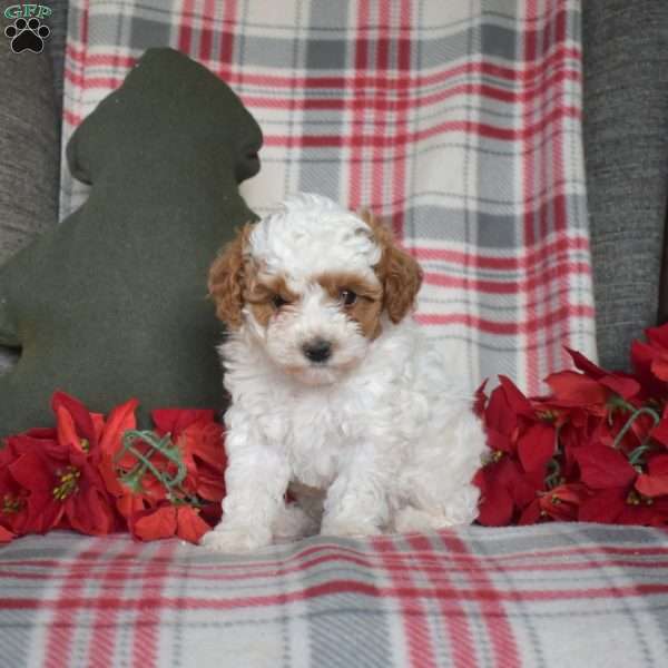 Rex, Toy Poodle Puppy