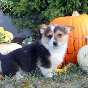 Rex, Pembroke Welsh Corgi Puppy