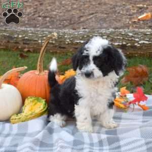 Rex, Mini Aussiedoodle Puppy