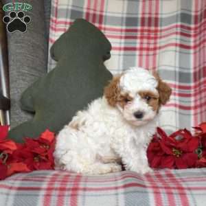 Rex, Toy Poodle Puppy