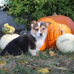 Rex, Pembroke Welsh Corgi Puppy