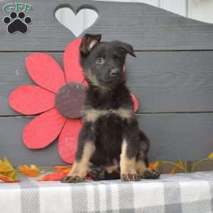 Rex, German Shepherd Puppy