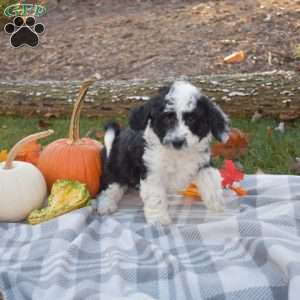 Rex, Mini Aussiedoodle Puppy