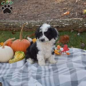 Rex, Mini Aussiedoodle Puppy