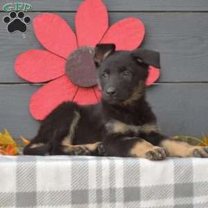 Rex, German Shepherd Puppy