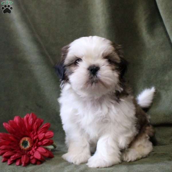 Rhett, Shorkie Puppy