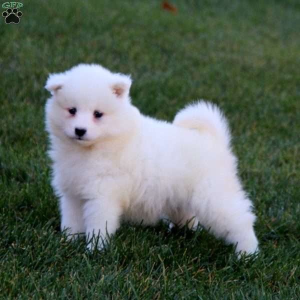 Rianna, Samoyed Puppy