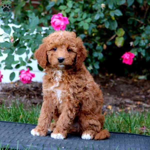 Rianna, Mini Goldendoodle Puppy