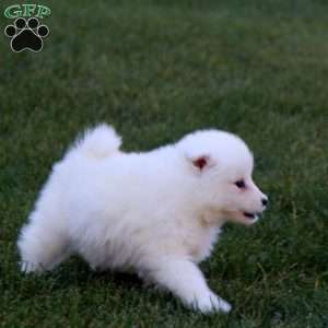 Rianna, Samoyed Puppy