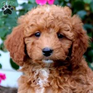 Rianna, Mini Goldendoodle Puppy