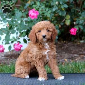 Rianna, Mini Goldendoodle Puppy