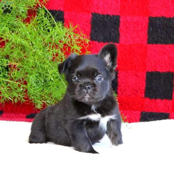 Ricco, French Bulldog Puppy