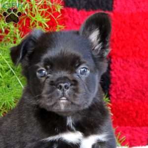 Ricco, French Bulldog Puppy