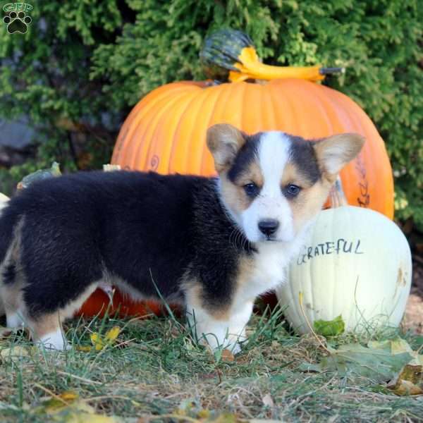 Rich, Pembroke Welsh Corgi Puppy