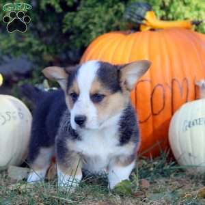 Rich, Pembroke Welsh Corgi Puppy