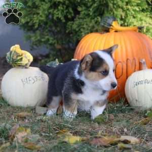 Rich, Pembroke Welsh Corgi Puppy