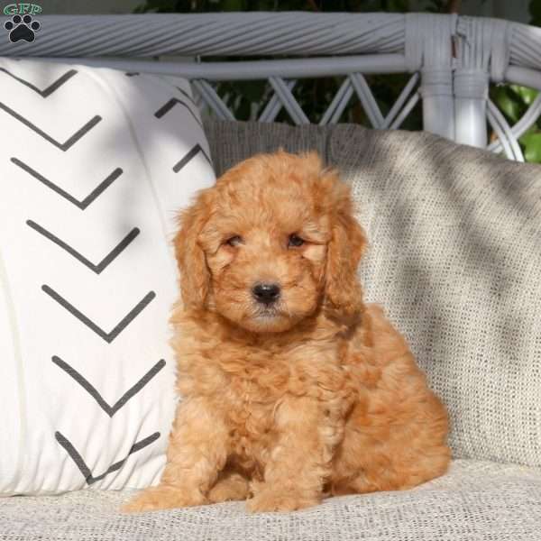 Richard, Mini Goldendoodle Puppy