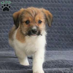 Richy, Jack Russell Mix Puppy