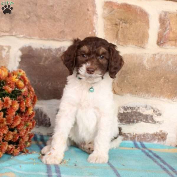 Ricky, Springerdoodle Puppy