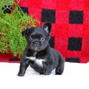 Ricco, French Bulldog Puppy