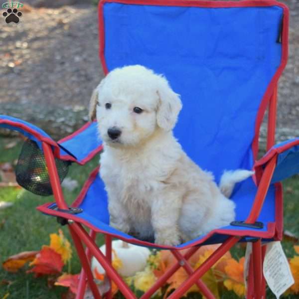 Riley, Mini Aussiedoodle Puppy