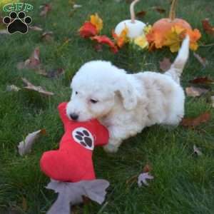 Riley, Mini Aussiedoodle Puppy